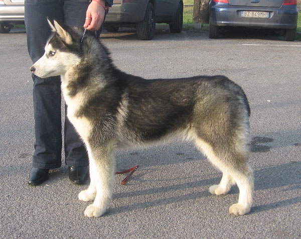 8 month old siberian husky